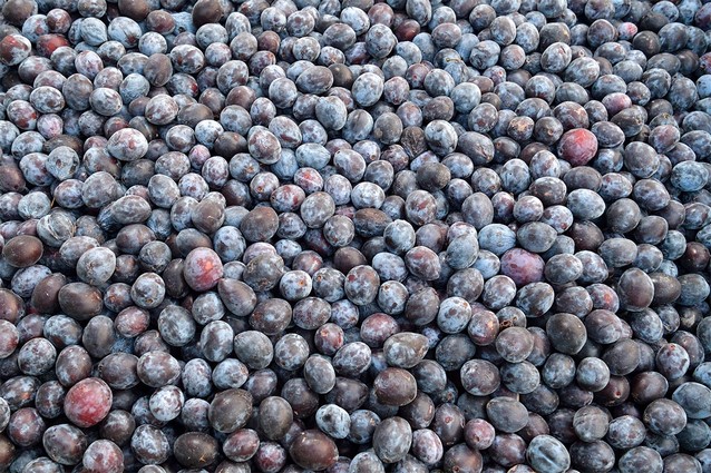 Only ripe and pure fruits come into production